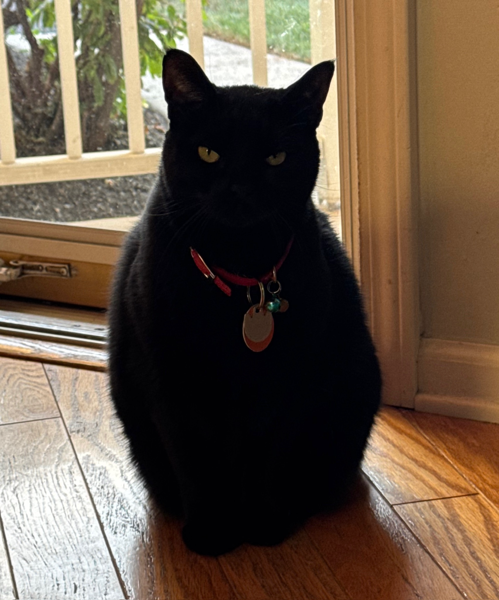 Piture of black cat named Abby